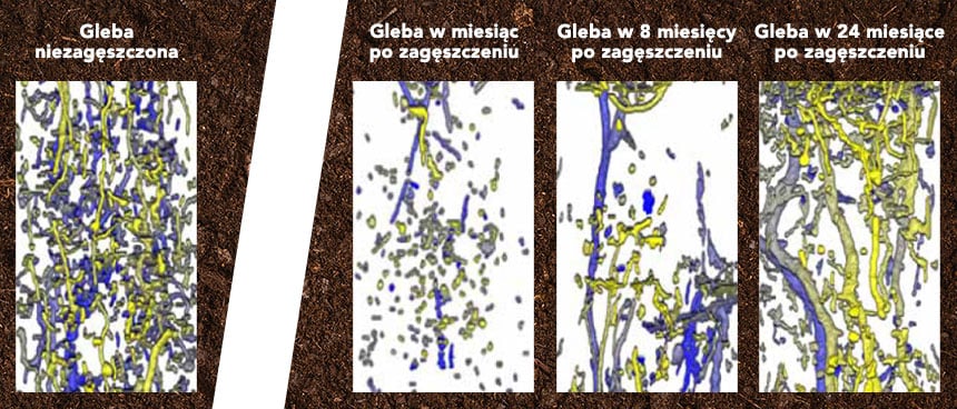 Stopniowe odradzanie się populacji dżdżownic w glebie po jej zagęszczeniu
