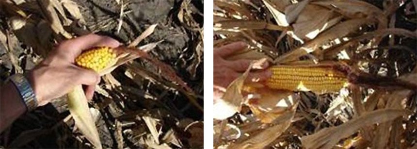 Po lewej zmniejszona z powodu nadmiernego zagęszczenia gleby kolba kukurydzy